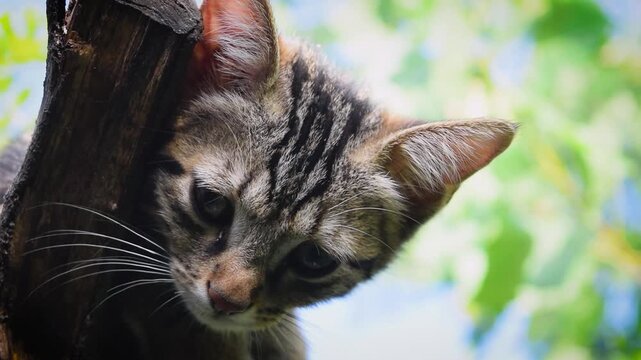Adorable Tabby Kitten Head Close Up on Tree Branch Outdoors Video Background, Cute Striped Cat Looking Down Curious From Wood Log Against Blurred Blue Sky and Green Foliage, Domestic Shorthair Pet Ani