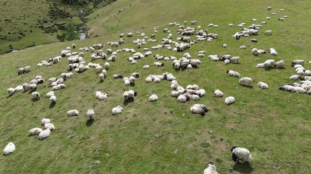 Aerial footage of a flock of sheep scattered across the verdant, rolling slopes of the French Pyrenees, showing rural life on the Camino de Santiago
