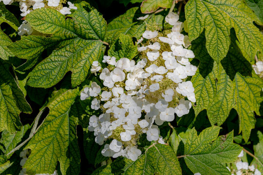 Selective focus of white flowers Oakleaf hydrangea with green leaves in garden, Hydrangea quercifolia is a species of flowering plant in the family Hydrangeaceae, Natural pattern texture background.
