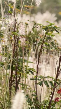Vibrant red flowers and tall white grass swaying in a gentle outdoor breeze.