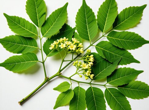Green Gymnema inodorum leaves and small yellow flowers on white background. Tropical herb used for diabetes drug treatment. Natural plant part with medicinal properties.