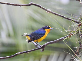 Fototapeta premium Male violaceous euphonia Euphonia violacea perched on a branch in the rain