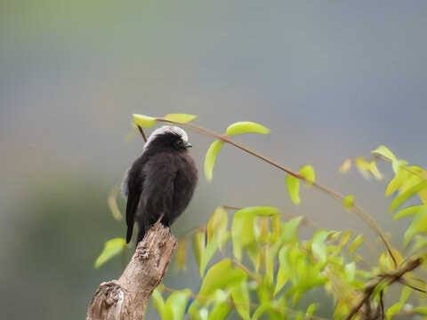 Black tyrant flycatcher with a white crown perched on a weathered stump