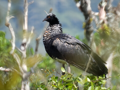 Horned screamer Anhima cornuta standing on treetop foliage in the wetland
