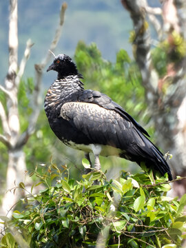 Horned screamer Anhima cornuta perched high on vegetation against the mountains