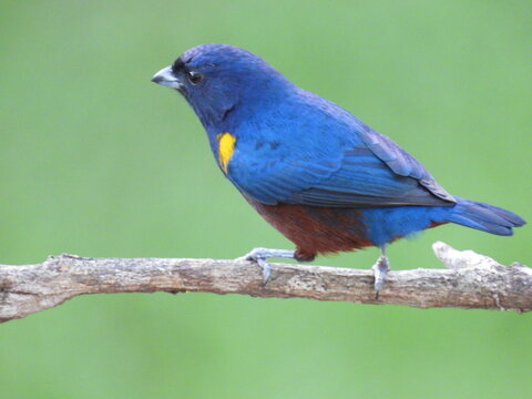 Male chestnut-bellied euphonia Euphonia pectoralis perched on a bare branch