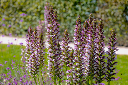 Selective focus of purple white flowers Acanthus spinosus with green leaves in the garden, The spiny bear's breech is a species of flowering plant in the family Acanthaceae, Natural floral background.