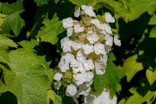 Selective focus of white flowers Oakleaf hydrangea with green leaves in garden, Hydrangea quercifolia is a species of flowering plant in the family Hydrangeaceae, Natural pattern texture background.