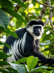 Fototapeta premium Colobus monkey with black and white fur sits on tree branch among green leaves. Primate observes surroundings in natural forest habitat. Wild mammal looks alert in lush jungle.