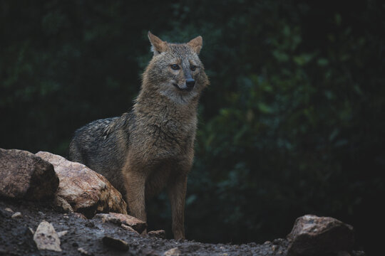 Golden Jackal standing on a rocky terrain in natural habitat