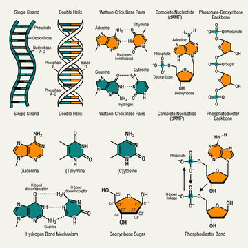 DNA structure and nucleotide base pair chemical formulas in education