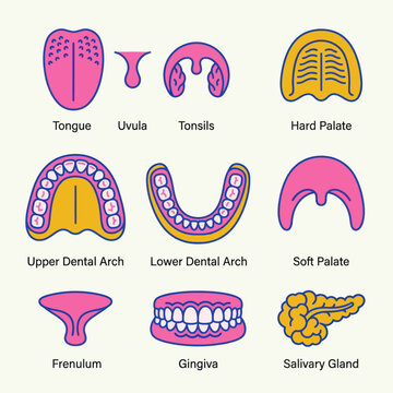 Human oral cavity and dental anatomy icons with labeled parts for education