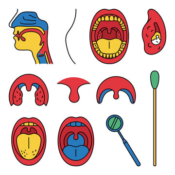 Human throat and mouth anatomy icons showing tonsil and uvula structure