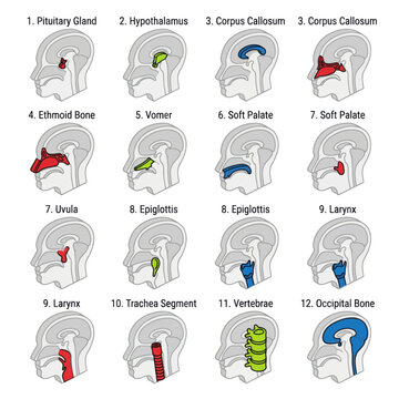 Medical diagram showing human head anatomy and respiratory system parts