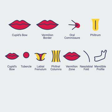 Medical educational infographic showing human lip anatomy structure
