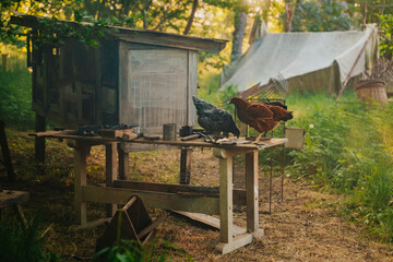 Two domestic hens perched on a weathered workbench outside a rustic coop, captured with warm tones and beautiful contrast as morning sunbeams cut through the misty background tree canopy. © Lauris Aizupietis
