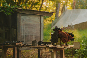 Close up shot of a brown hen and a black hen standing together on an outdoor wooden table with tools, with a soft misty forest background backlit by gorgeous morning light. © Lauris Aizupietis