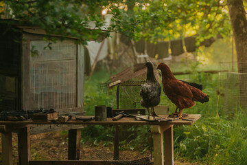 Rear view of brown and black chickens standing on an old carpentry table outdoors, looking towards a canvas tent and misty trees glowing in the early morning sunrise. © Lauris Aizupietis