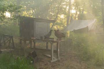 Close up and medium shots of free-range chickens (brown and black hens) perched on a weathered wooden workbench outside a rustic chicken coop in a misty, sunlit rural garden during golden hour. © Lauris Aizupietis