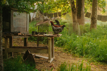 Wide shot of free-range chickens on a rustic outdoor workbench surrounded by lush green grass, with a laundry line and sunlit misty trees creating an authentic countryside atmosphere. © Lauris Aizupietis