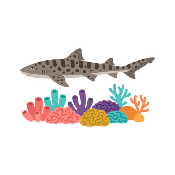 Zebra Shark Swimming Above Vibrant Colorful Coral Reef Undersea Habitat Illustration