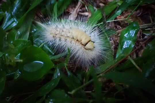 caterpillars of the Erebidae family on wet grass