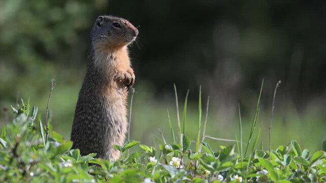 Columbian ground squirrel in the Canadian Rockies