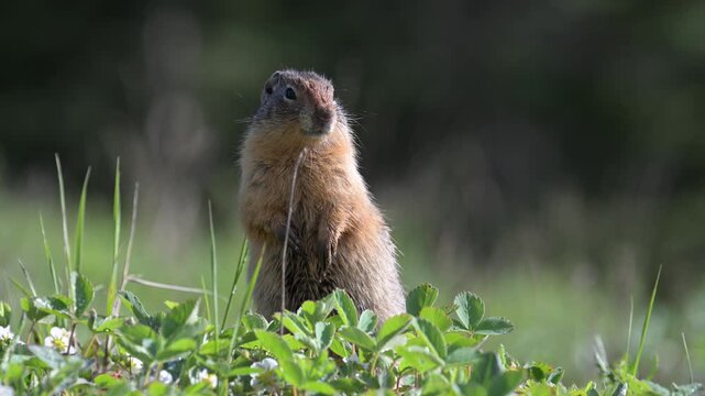 Columbian ground squirrel in the Canadian Rockies