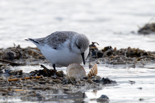 Sanderling feeding beside a shell