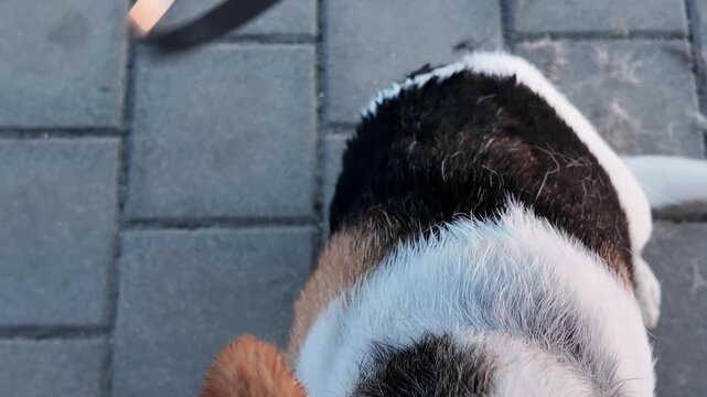 Close-up of a person grooming a dog's fur outdoors on a paved surface