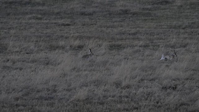 Jackrabbit in the Canadian prairies