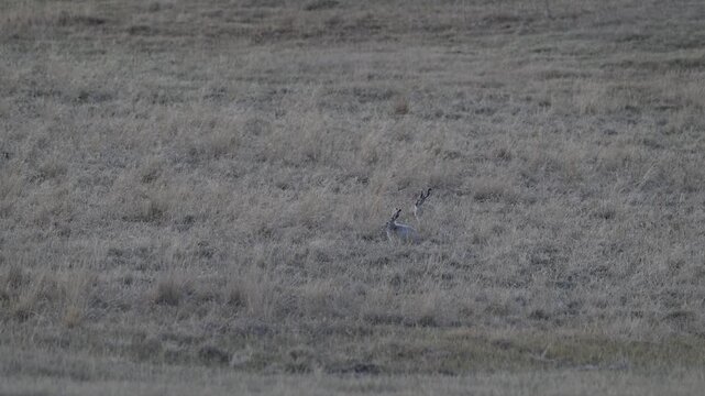 Jackrabbit in the Canadian prairies