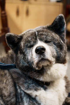 Grey Akita inu dog portrait