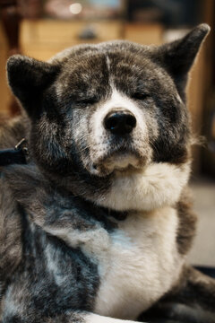 Grey Akita inu dog portrait