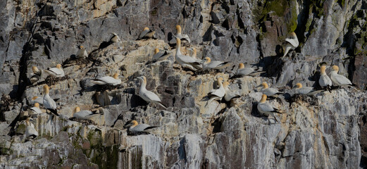Fototapeta premium Northern Gannet Breeding Colony on Sea Cliffs at Bass Rock, Scotland