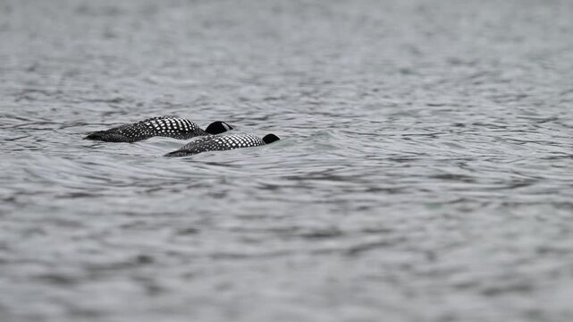 Canadian loon in the Canadian Rockies