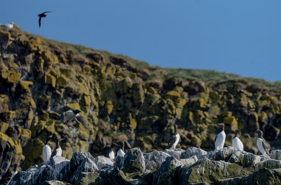 Razorbill Landing Among Guillemot Colony on Craigleith Island, Scotland