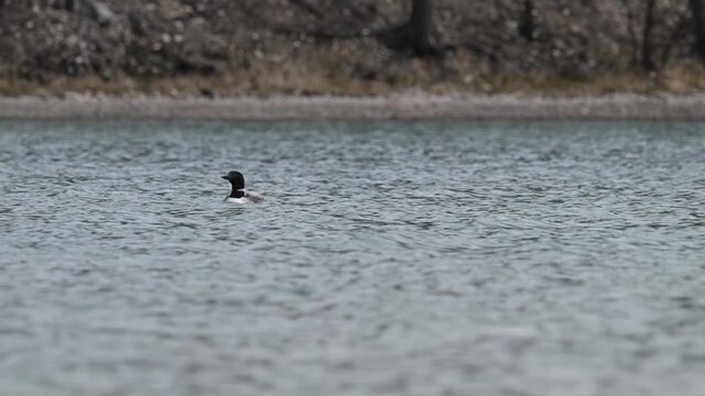 Canadian loon in the Canadian Rockies
