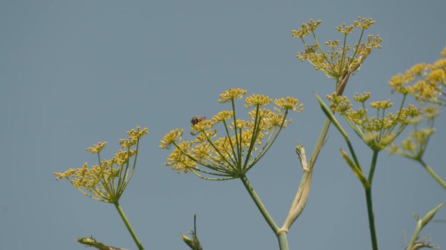 A paper wasp lands on yellow wild fennel flowers