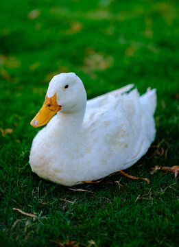 White duck resting peacefully on vibrant green grass captured from slightly above