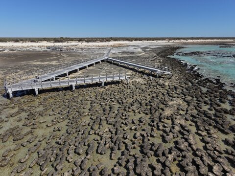 Aerial view of the Hamelin Pool Stromatolites Boardwalk over ancient microbial structures in shallow turquoise water along the arid coastline of Hamelin Pool, Western Australia, Australia.