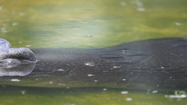 A smaller female Saltwater Crocodile (Crocodylus porosus) in shallow water waiting patiently for prey. Queensland, Australia. Slow motion, 25 percent natural speed.