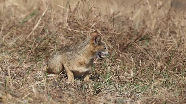 The jungle cat (Felis chaus chaus), also called reed cat and swamp cat, is a medium-sized cat native from the Eastern Mediterranean region and the Caucasus to parts of Central, South and Southeast Asi