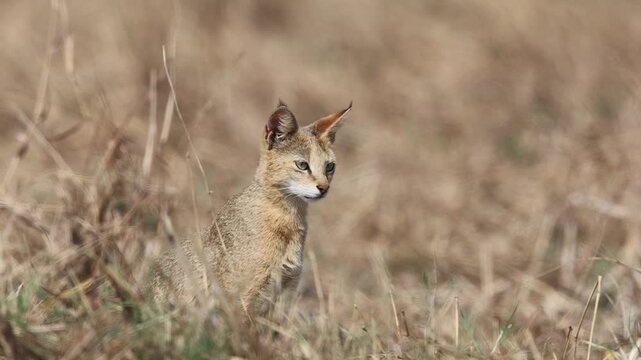 The jungle cat (Felis chaus chaus), also called reed cat and swamp cat, is a medium-sized cat native from the Eastern Mediterranean region and the Caucasus to parts of Central, South and Southeast Asi