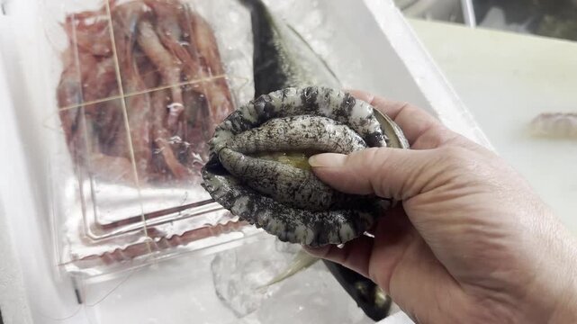 A chef holds a live abalone in his hand, close up of the fresh shellfish in a Japanese kitchen