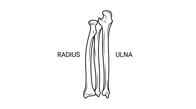 Human Forearm Bones: Radius and Ulna Anatomy Illustration