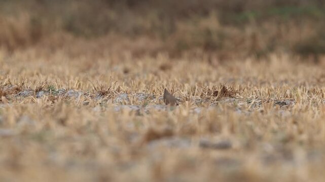 Indian courser (Cursorius coromandelicus) is a species of courser found in mainland South Asia, mainly in the plains bounded by the Ganges and Indus river system.