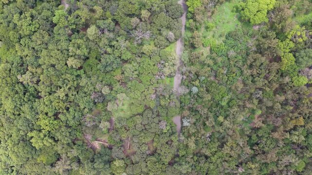 Aerial top down view of dense green tree canopy in Chapultepec park. Drone shot of abstract forest trees and walking path in Mexico City, CDMX.