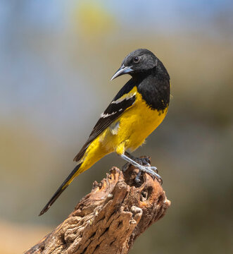 Scott's Oriole Male in Arizona