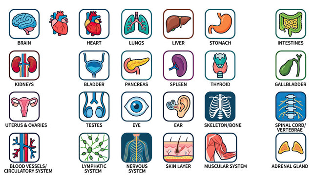 Human Anatomy Icons: Organs, Systems, and Body Parts Collection